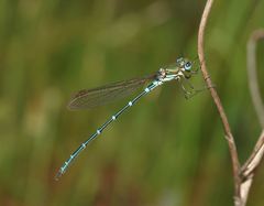 Austrolestes cingulatus