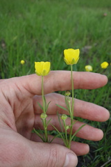 Ranunculus pedatus