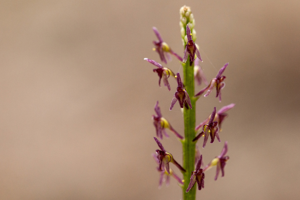 Cochise adder's-mouth orchid
