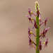 Cochise Adder's-mouth Orchid - Photo no rights reserved