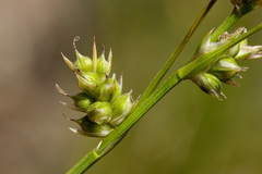 Carex leucodonta