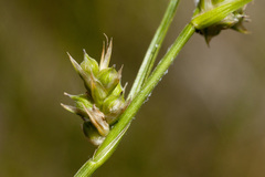 Carex leucodonta