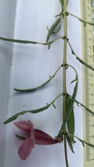 Sesamum triphyllum