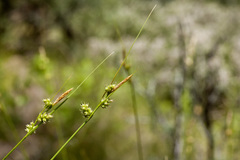 Carex leucodonta