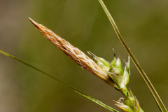 Carex leucodonta