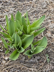 Allium giganteum