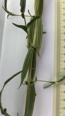 Sesamum triphyllum