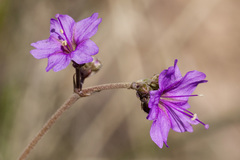 Boerhavia linearifolia