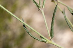 Boerhavia linearifolia