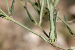 Boerhavia linearifolia