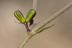 Boerhavia linearifolia