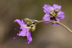 Boerhavia linearifolia