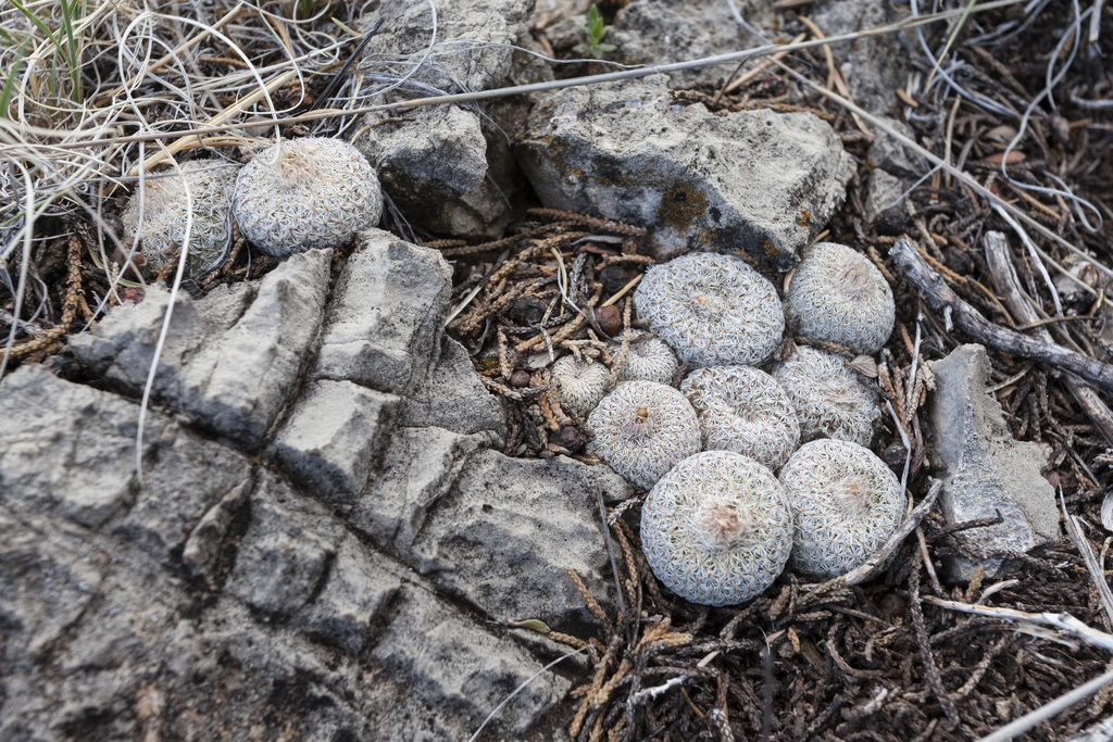Epithelantha micromeris, Lincoln County, US-NM, US