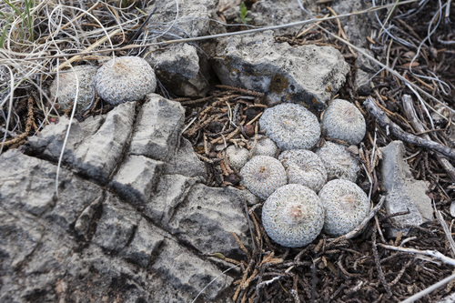 Epithelantha micromeris