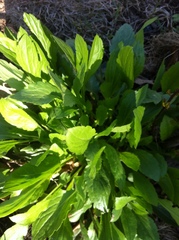 Leucanthemum vulgare
