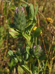 Ononis alopecuroides