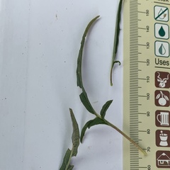 Sesamum triphyllum