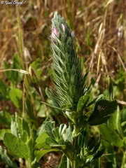 Ononis alopecuroides