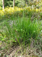 Melica subulata