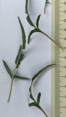 Sesamum triphyllum