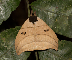 Automeris curvilinea