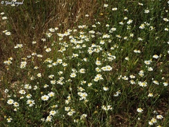 Cladanthus mixtus