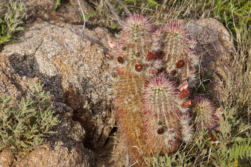 Texas Hedgehog Cactus