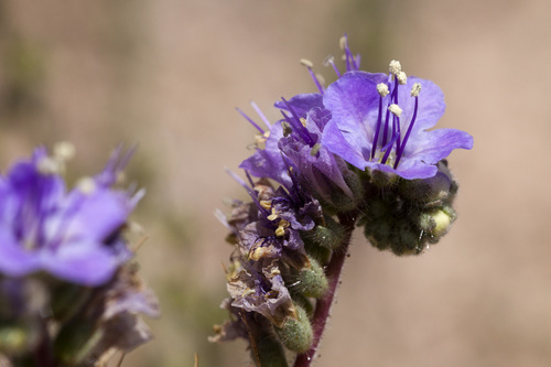 Mangas Spring phacelia (Phacelia bombycina)
