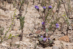 Phacelia bombycina