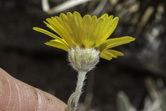 Tetraneuris argentea