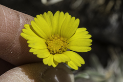 Tetraneuris argentea