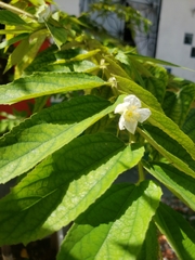 Muntingia calabura