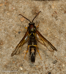 Sesiidae