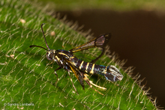 Sesiidae
