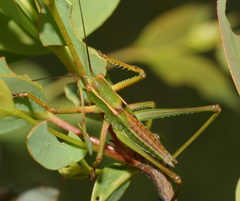 Terpandrus