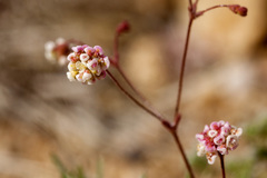 Eriogonum thurberi