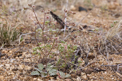 Eriogonum thurberi