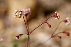 Eriogonum thurberi