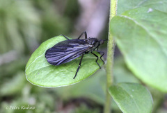 Empis borealis