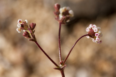 Eriogonum thurberi