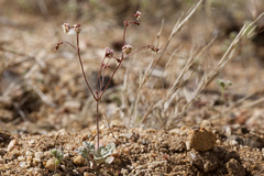Eriogonum thurberi