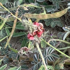 Indigofera daleoides image