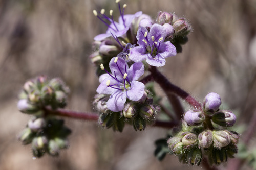 Mangas Spring phacelia (Phacelia bombycina)