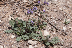 Phacelia bombycina