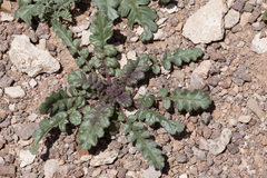 Phacelia bombycina