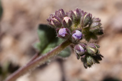 Phacelia bombycina