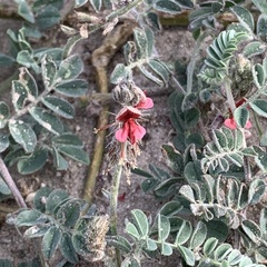 Indigofera daleoides image