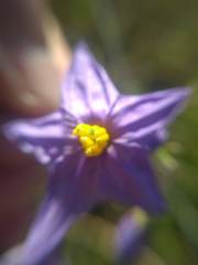 Solanum amygdalifolium