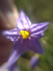 Solanum amygdalifolium
