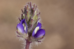 Lupinus brevicaulis